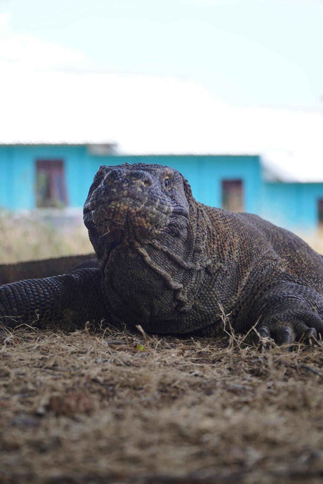 Komodo – dragon in front of blue house (Real photo from a KEXI trip)