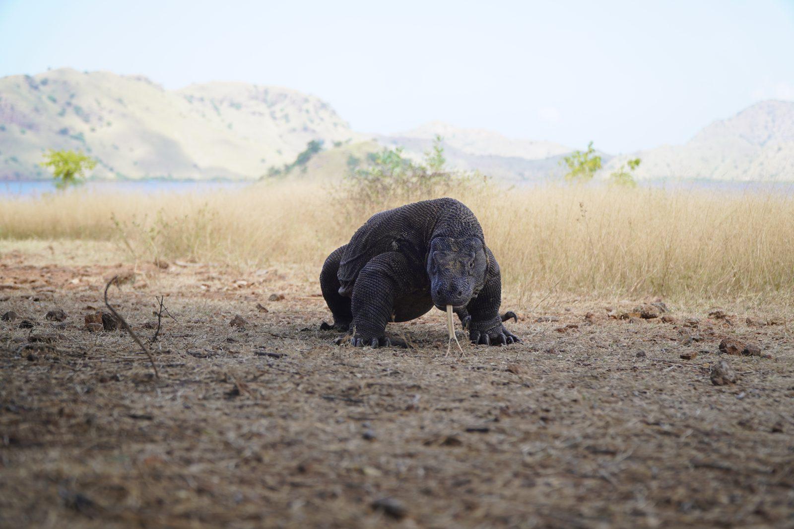 Komodo – dragon walking on dry savanna (Real photo from a KEXI trip)