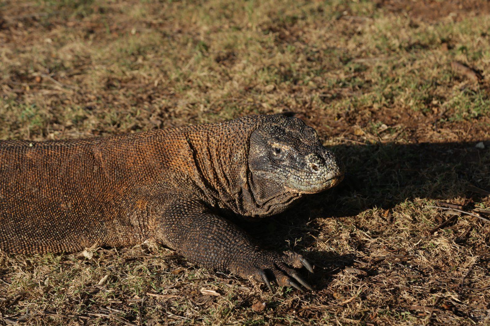 Komodo – komodo dragon close, dry grass (Real photo from a KEXI trip)