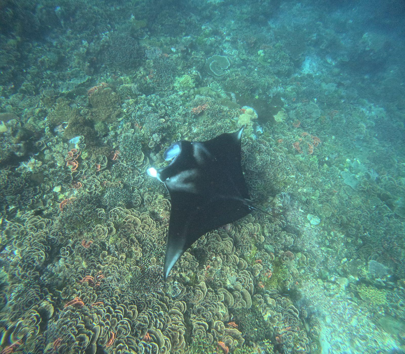 Manta Point – manta ray over coral reef (Real photo from a KEXI trip)